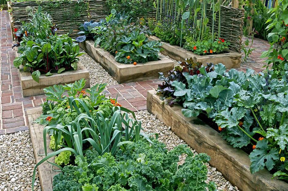 08721dcb-4016-4ed4-bb42-c99de470418e-veg-garden